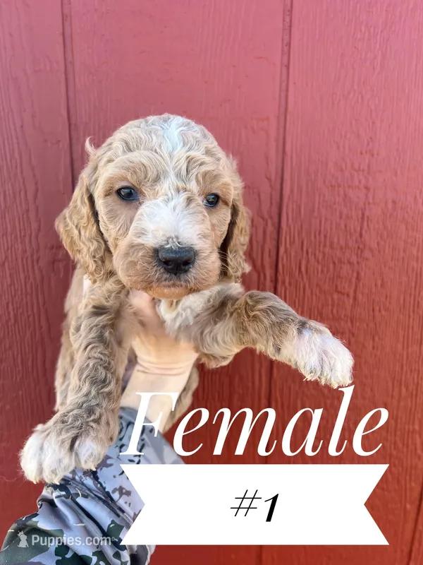 #1 – Goldendoodle puppy for sale in Mingo, IA