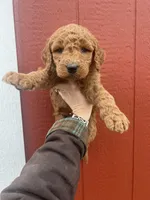Mabel , a female Goldendoodle for sale in Mingo, IA – Photo 1 of 2