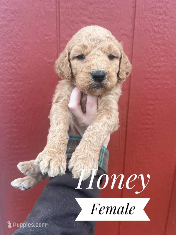Honey – Goldendoodle puppy for sale in Mingo, IA