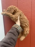 Mabel , a female Goldendoodle for sale in Mingo, IA – Photo 2 of 2