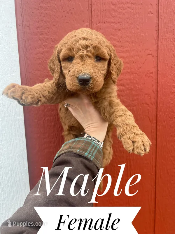 Maple, a female Goldendoodle for sale in Mingo, IA – Photo 1 of 2