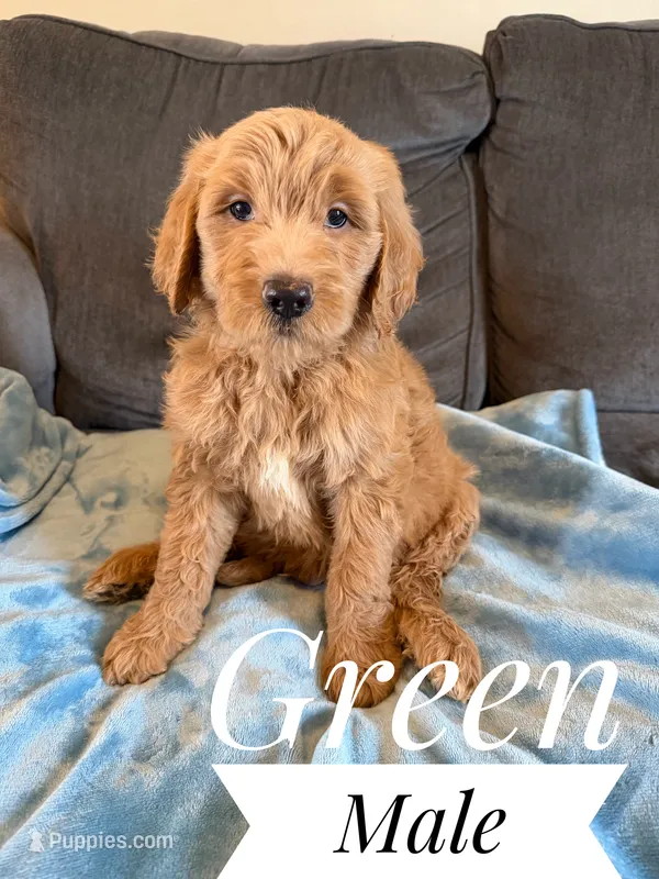 Cooper – Goldendoodle puppy for sale in Mingo, IA