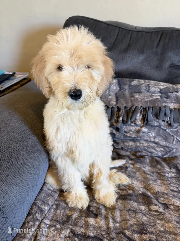 Bengie – Goldendoodle puppy for sale in Mingo, IA