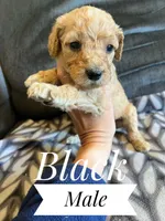 Black, a male Goldendoodle for sale in Mingo, IA – 1 of 1