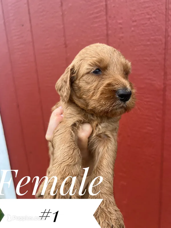 #1 – Goldendoodle puppy for sale in Mingo, IA