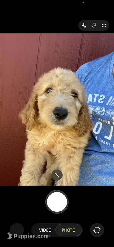Red – Goldendoodle puppy for sale in Mingo, IA