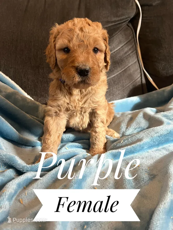 Purple – Goldendoodle puppy for sale in Mingo, IA