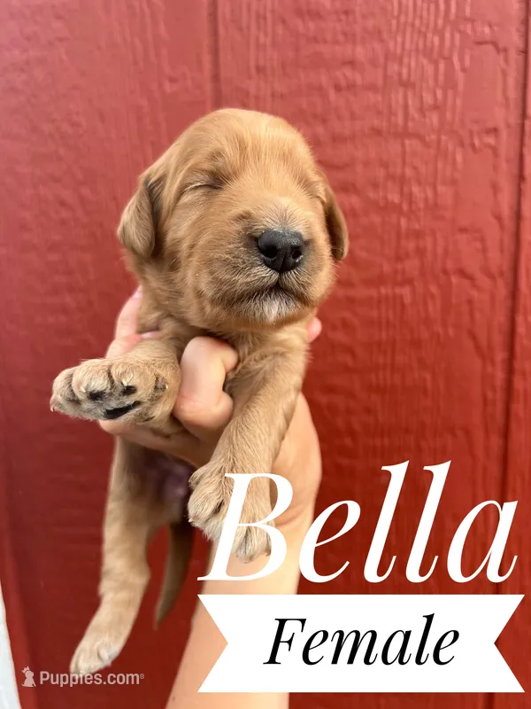 Bella – Goldendoodle puppy for sale in Mingo, IA
