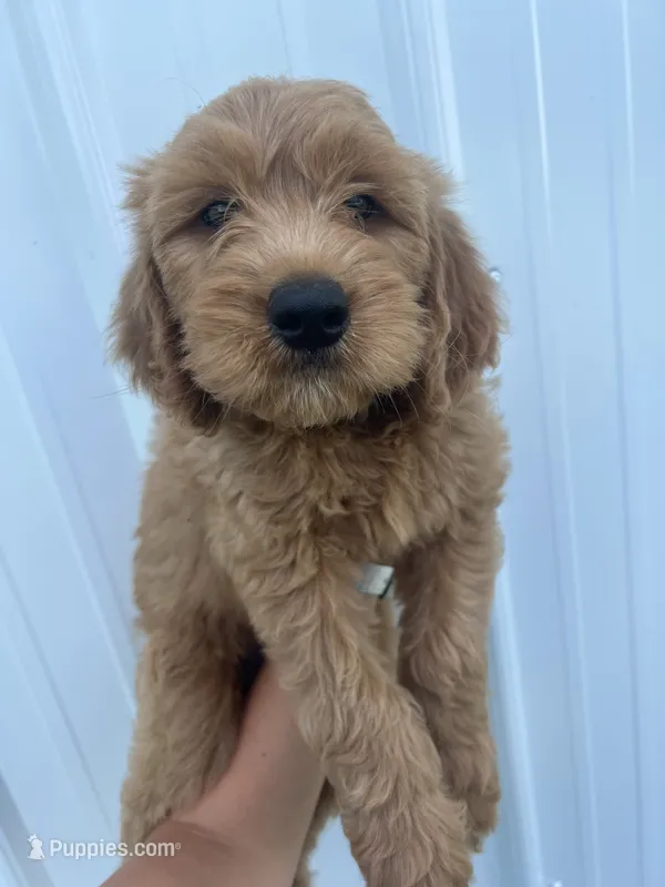 Blue – Goldendoodle puppy for sale in Mingo, IA