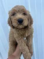 Blue, a female Goldendoodle for sale in Mingo, IA – 1 of 1