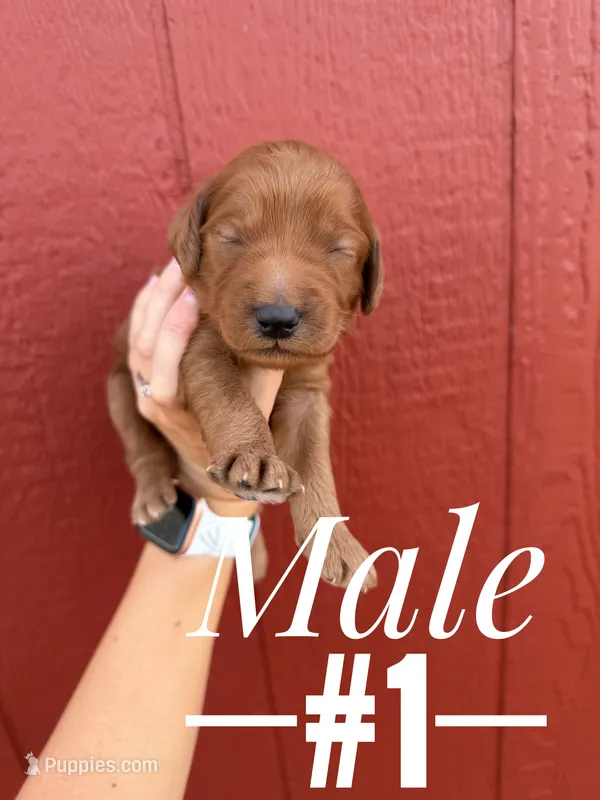 Red male  – Goldendoodle puppy for sale in Mingo, IA