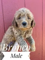Bronco, a male Goldendoodle for sale in Mingo, IA – 1 of 1