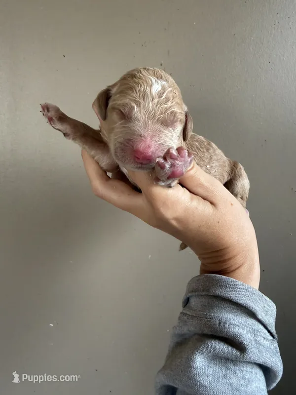 Pink – Goldendoodle puppy for sale in Mingo, IA