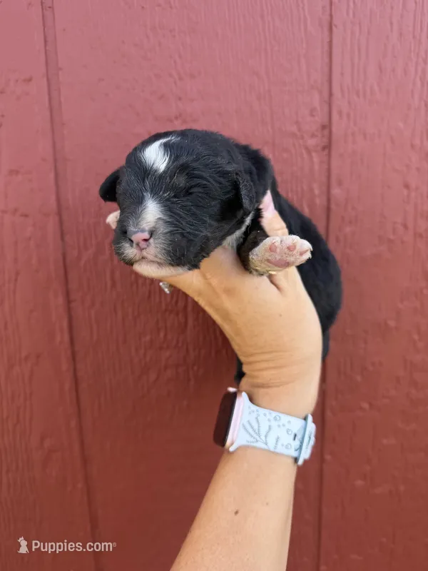Jax – Bernedoodle puppy for sale in Mingo, IA