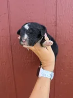 Jax, a male Bernedoodle for sale in Mingo, IA – 1 of 2