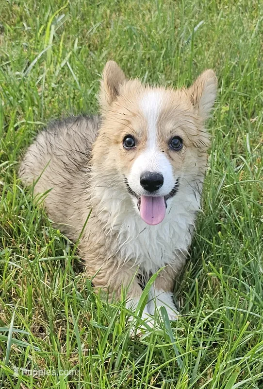 Ollie – Pembroke Welsh Corgi puppy for sale in Orland, IN