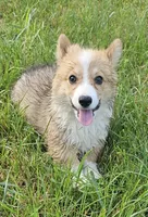 Ollie, a male Pembroke Welsh Corgi for sale in Orland, IN – 1 of 1