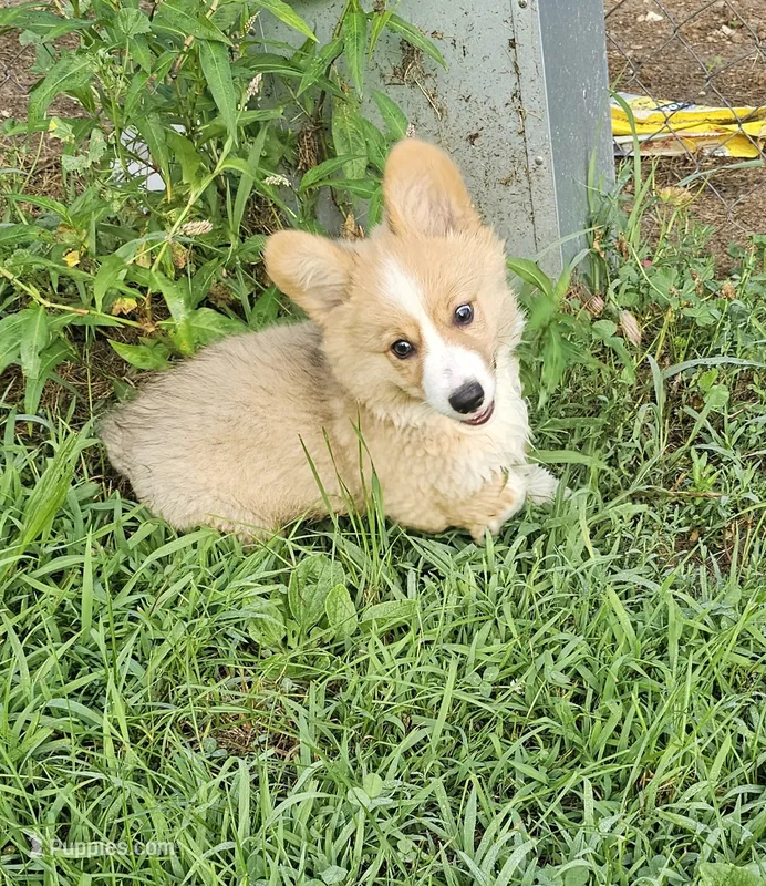 Ben – Pembroke Welsh Corgi puppy for sale in Orland, IN
