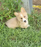 Ben, a male Pembroke Welsh Corgi for sale in Orland, IN – 1 of 1