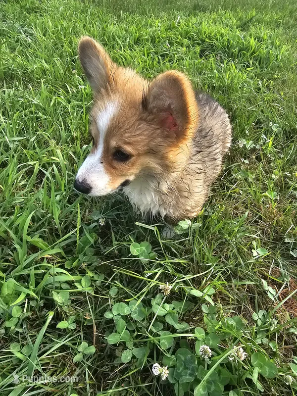Ray – Pembroke Welsh Corgi puppy for sale in Orland, IN