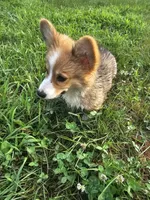 Ray, a male Pembroke Welsh Corgi for sale in Orland, IN – 1 of 1