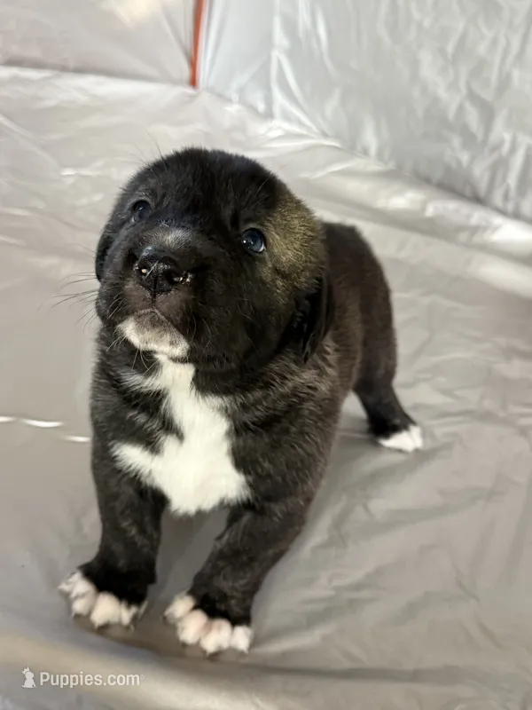 Honey 🍯  – Central Asian Shepherd puppy for sale in Canyon Lake, TX
