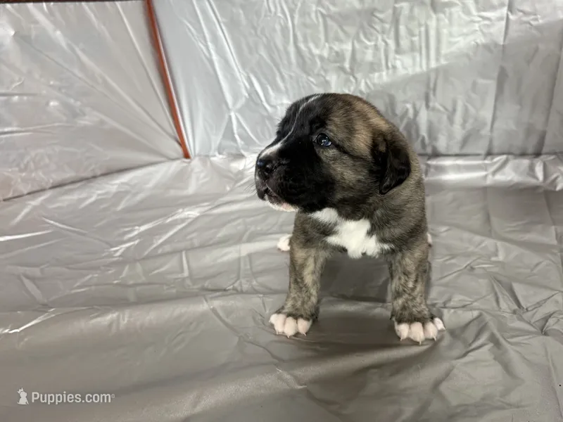 Sasha  – Central Asian Shepherd puppy for sale in Canyon Lake, TX