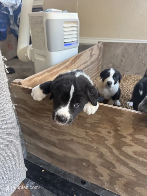 Striker – Central Asian Shepherd puppy for sale in Canyon Lake, TX