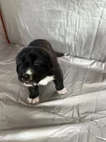 Sky, a female Central Asian Shepherd for sale in Canyon Lake, TX – 3 of 5