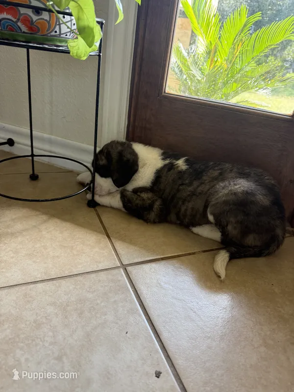 Chunk  – Central Asian Shepherd puppy for sale in Canyon Lake, TX