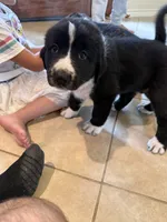 Meadow, a male Central Asian Shepherd for sale in Canyon Lake, TX – 2 of 3