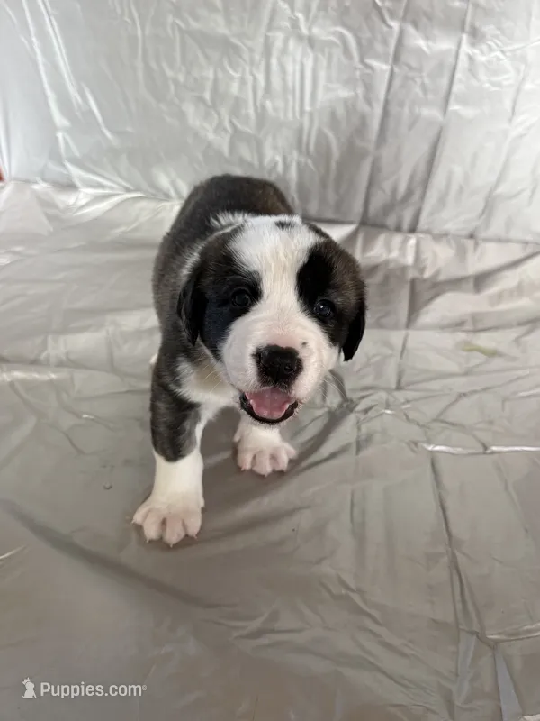 Chunk  – Central Asian Shepherd puppy for sale in Canyon Lake, TX