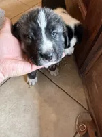 Junior, a male Central Asian Shepherd for sale in Canyon Lake, TX – 3 of 3