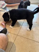 Meadow, a male Central Asian Shepherd for sale in Canyon Lake, TX – 3 of 3