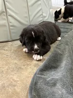 Knight, a male Central Asian Shepherd for sale in Canyon Lake, TX – 3 of 3