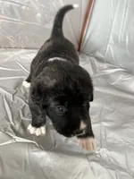 Sky, a female Central Asian Shepherd for sale in Canyon Lake, TX – 2 of 5