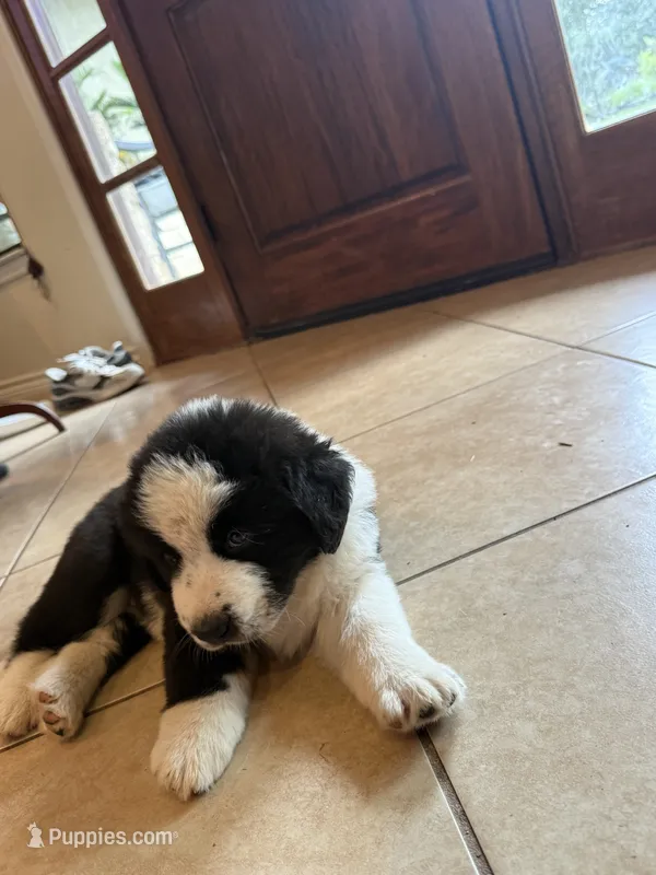 Big Oreo – Central Asian Shepherd puppy for sale in Canyon Lake, TX