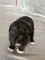 Honey 🍯 , a female Central Asian Shepherd for sale in Canyon Lake, TX – 2 of 6