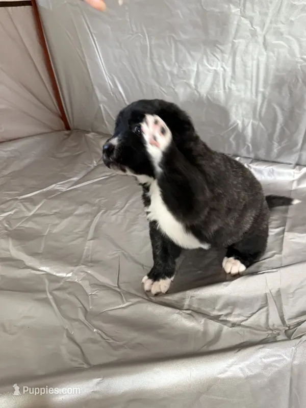 Sky – Central Asian Shepherd puppy for sale in Canyon Lake, TX