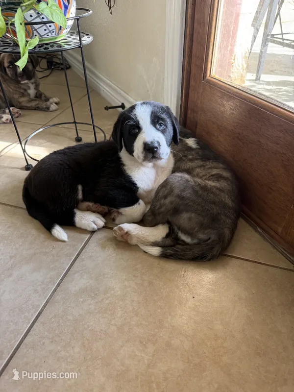 Bella – Central Asian Shepherd puppy for sale in Canyon Lake, TX
