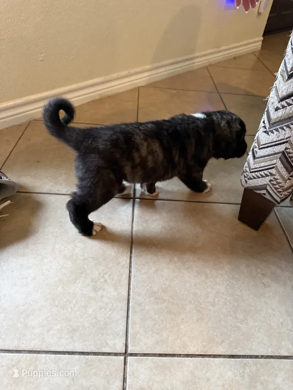 Sky – Central Asian Shepherd puppy for sale in Canyon Lake, TX