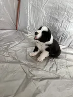 Big Oreo, a male Central Asian Shepherd for sale in Canyon Lake, TX – 2 of 5
