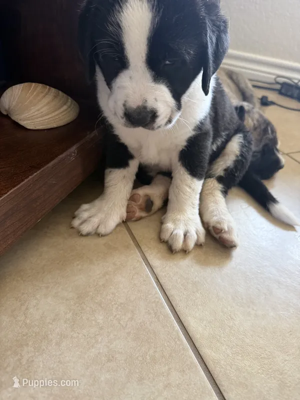Daisy 🌼  – Central Asian Shepherd puppy for sale in Canyon Lake, TX