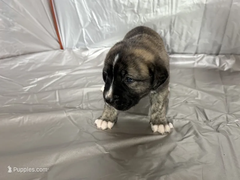 Sasha  – Central Asian Shepherd puppy for sale in Canyon Lake, TX