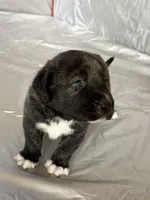 Honey 🍯 , a female Central Asian Shepherd for sale in Canyon Lake, TX – 4 of 6