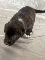 Honey 🍯 , a female Central Asian Shepherd for sale in Canyon Lake, TX – 5 of 6