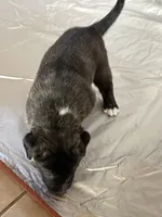 Honey 🍯 , a female Central Asian Shepherd for sale in Canyon Lake, TX – 3 of 6