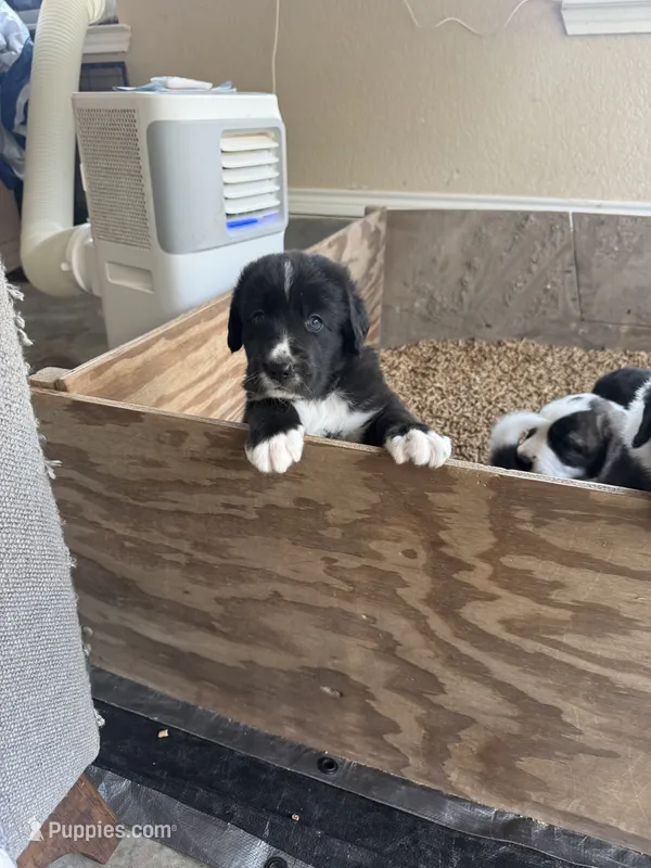 Knight – Central Asian Shepherd puppy for sale in Canyon Lake, TX