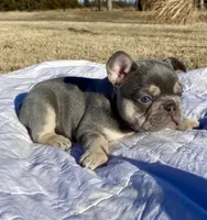 Hondo, a male French Bulldog for sale in Greensburg, KS – Photo 5 of 10