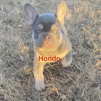 Lowered price Hondo, a male French Bulldog for sale in Greensburg, KS – Photo 4 of 10